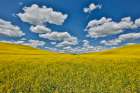 USA, Washington State, Palouse. Canola fields Art Print